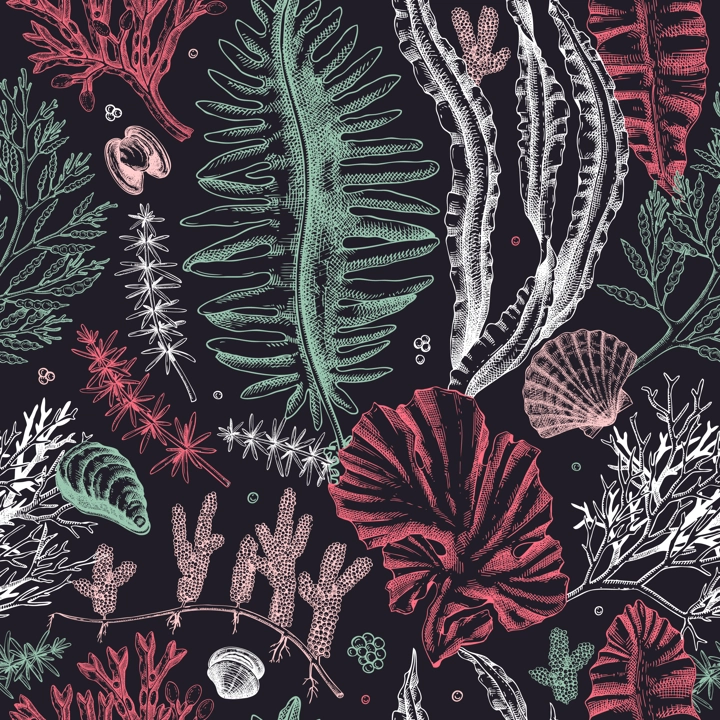 Sea life vector background. Edible seaweed seamless pattern. Hand-drawn kelp, kombu, wakame, hijiki, seashells illustrations. Underwater algae sketch style. For print, menu design or wrapping